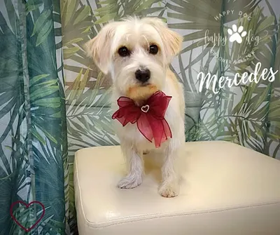 Happy Dog Groomer Rzeszów Kochanowskiego